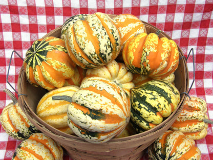 Winter Squash - Carnival