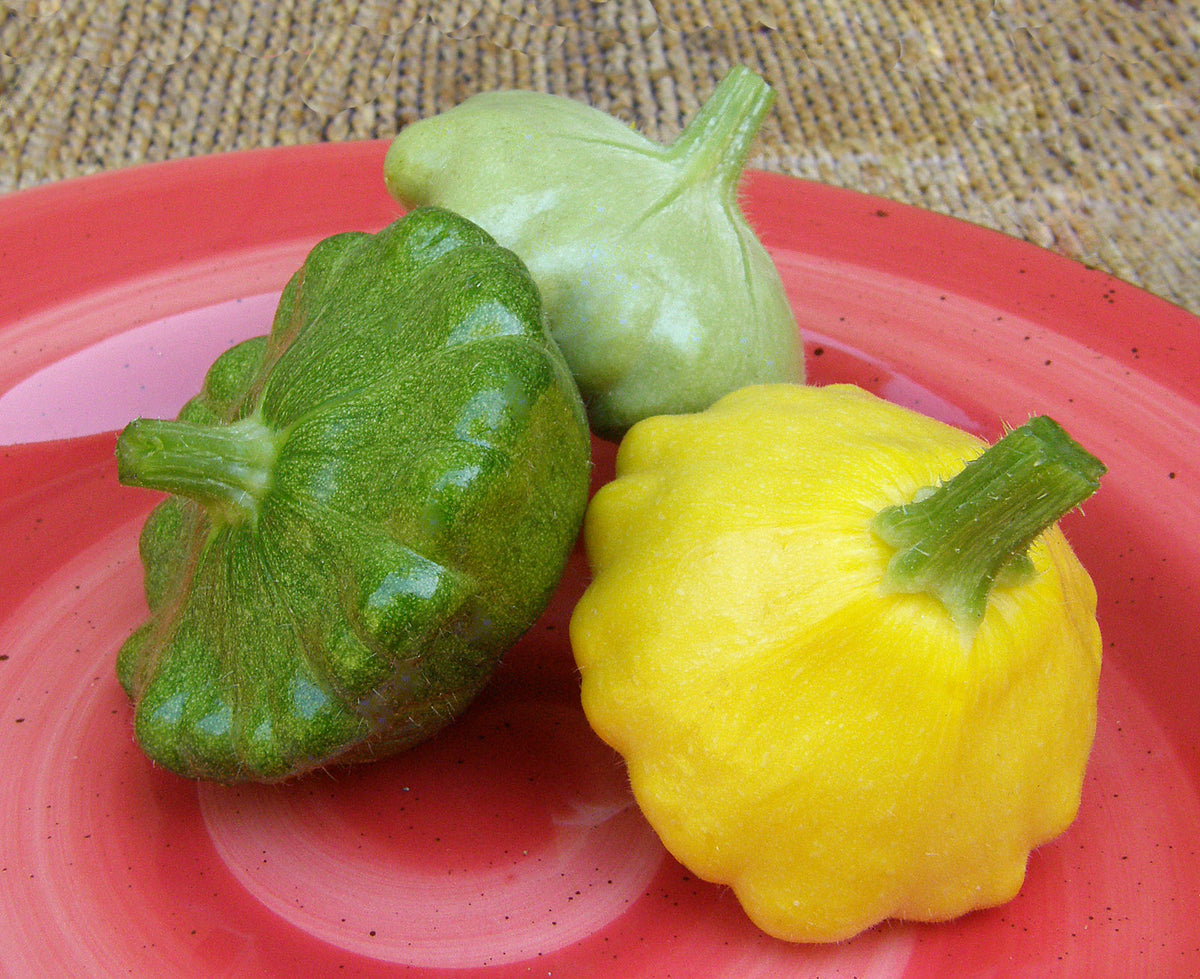 Tricolor Pattypan Squash - Summer Scallop Trio