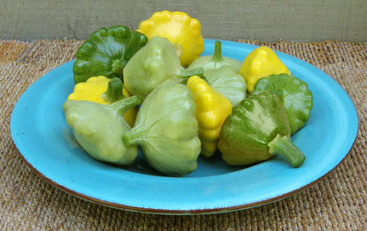 Tricolor Pattypan Squash - Summer Scallop Trio