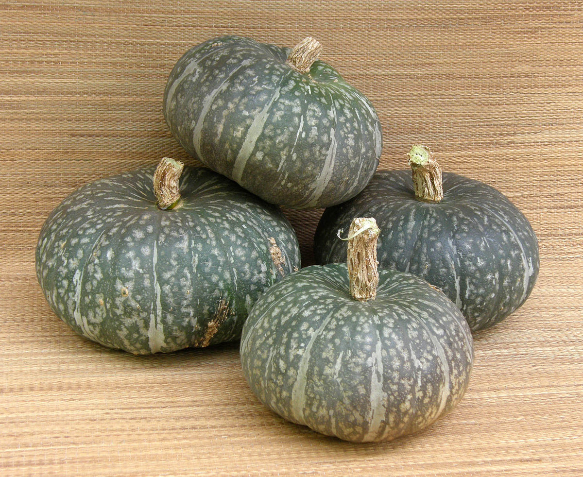 Kabocha Winter Squash - Kurin