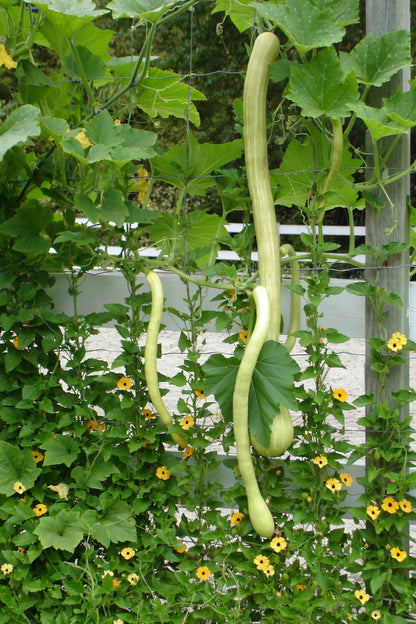 Heirloom Climbing Summer Squash - Trombetta di Albenga
