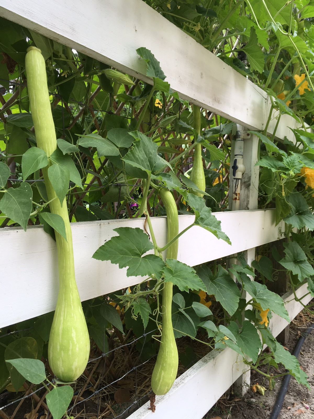 Heirloom Climbing Summer Squash - Trombetta di Albenga