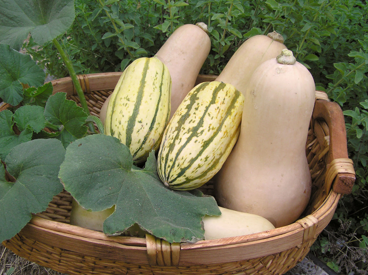 Winter Squash Duo - Early Butternut & Delicata