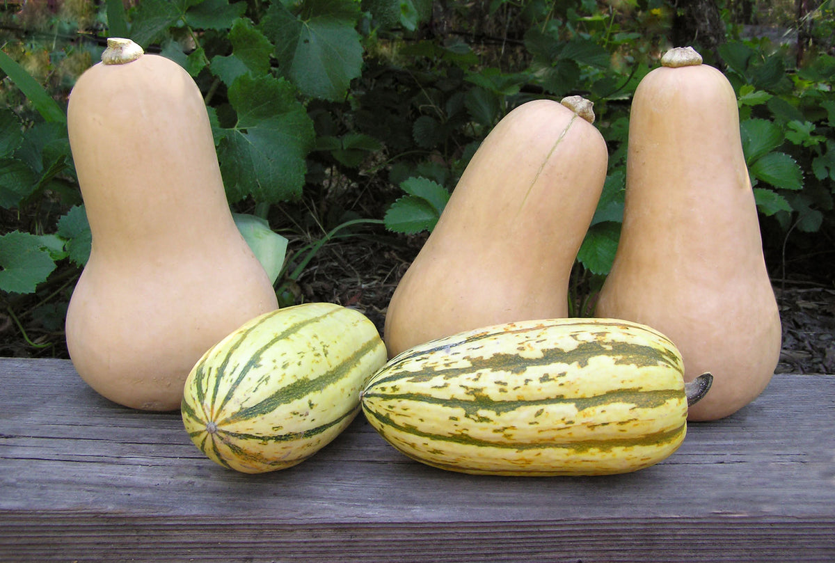 Winter Squash Duo - Early Butternut & Delicata