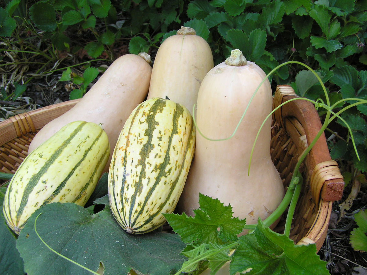 Winter Squash Duo - Early Butternut & Delicata