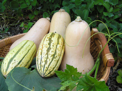 Winter Squash Duo - Early Butternut & Delicata