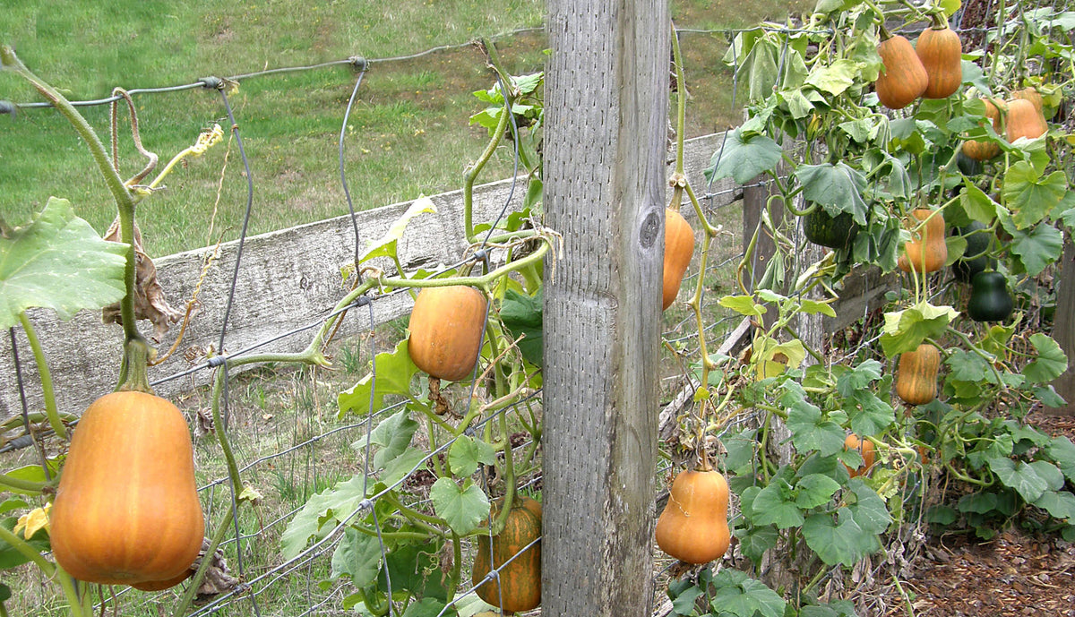 Baby Butternut Squash - Honey Nut