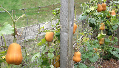 Baby Butternut Squash - Honey Nut