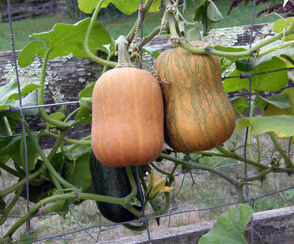 Baby Butternut Squash - Honey Nut