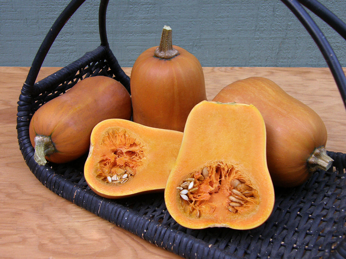 Baby Butternut Squash - Honey Nut