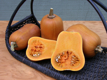 Baby Butternut Squash - Honey Nut