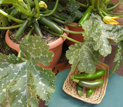 Container Zucchini - Astia