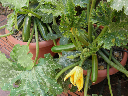 Container Zucchini - Astia