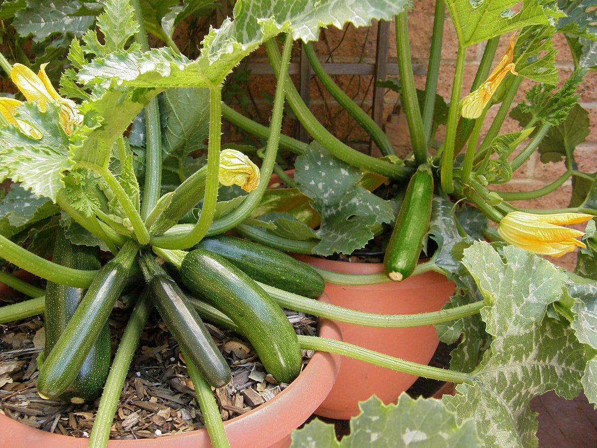 Container Zucchini - Astia