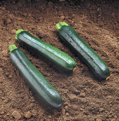 Dark Green Zucchini - Twilight