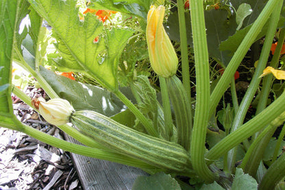 Italian Zucchini - Romanesco