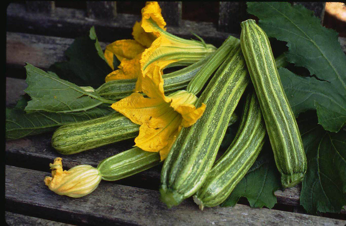 Italian Zucchini - Romanesco