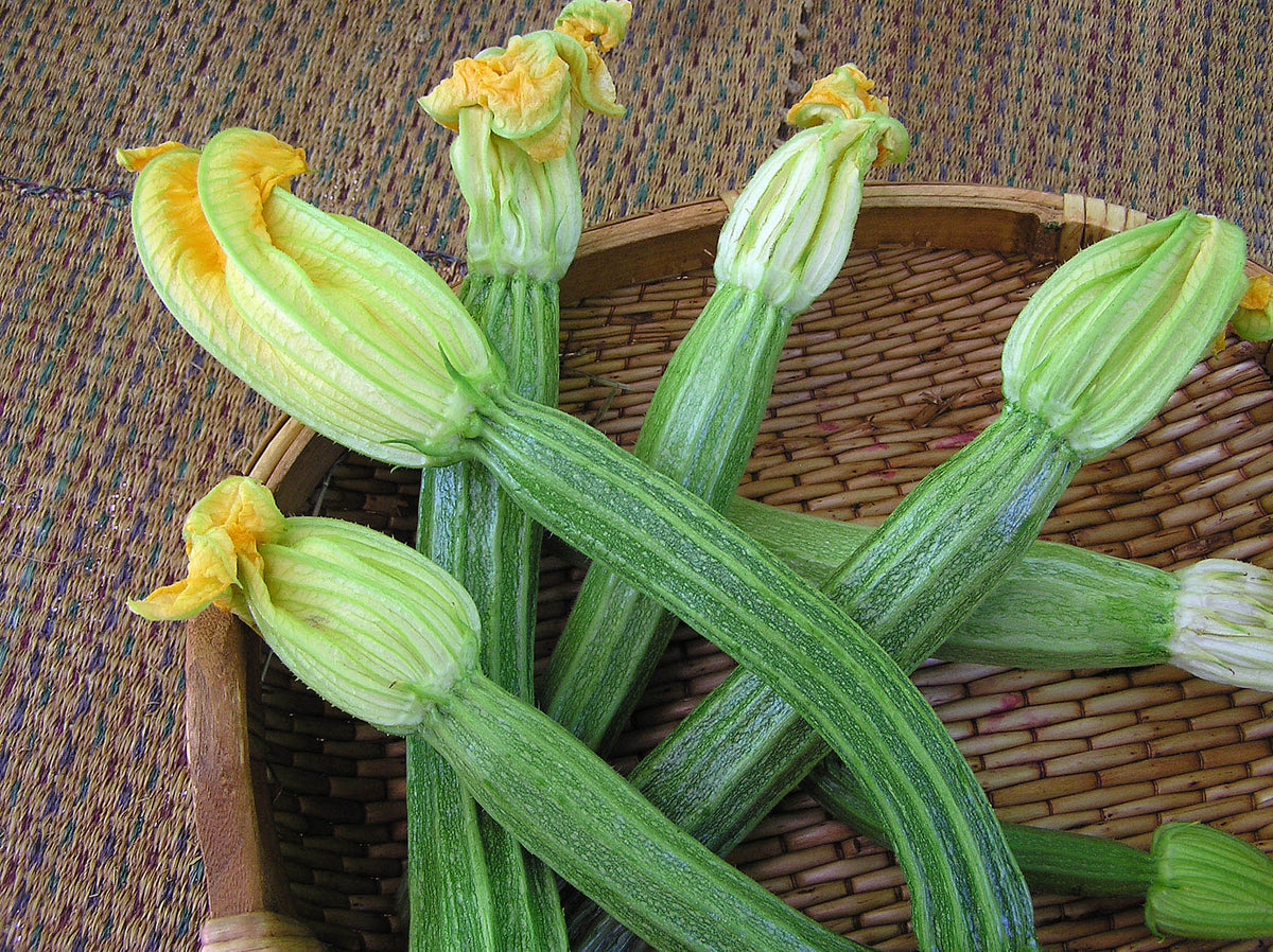 Italian Zucchini - Romanesco