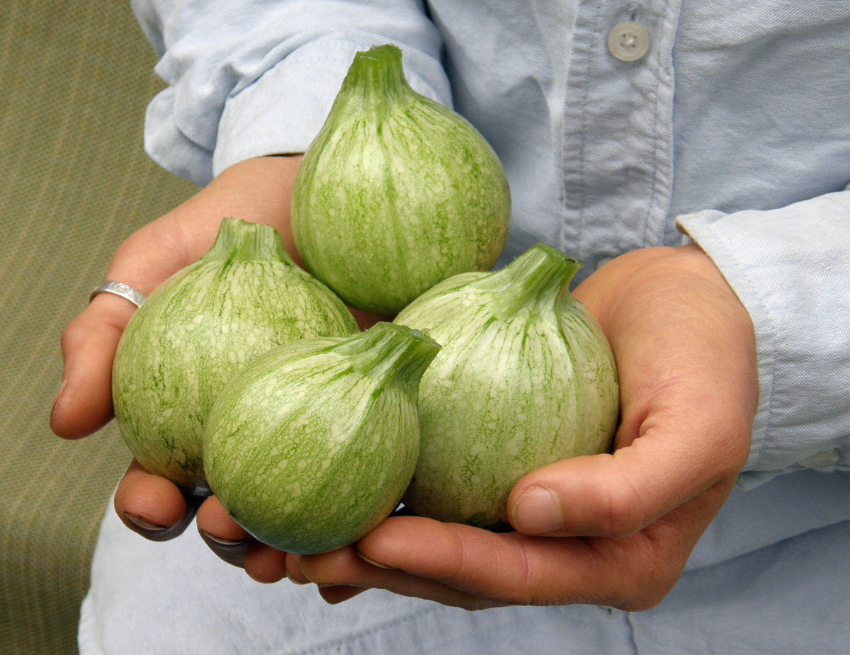 Heirloom French Zucchini - Ronde de Nice Organic