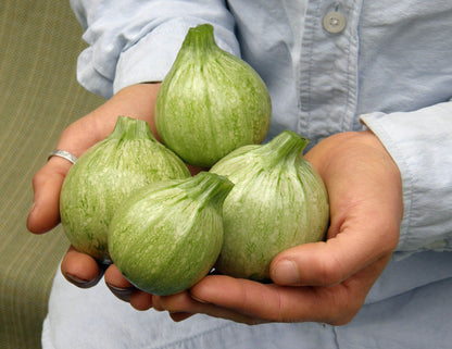 Heirloom French Zucchini - Ronde de Nice Organic