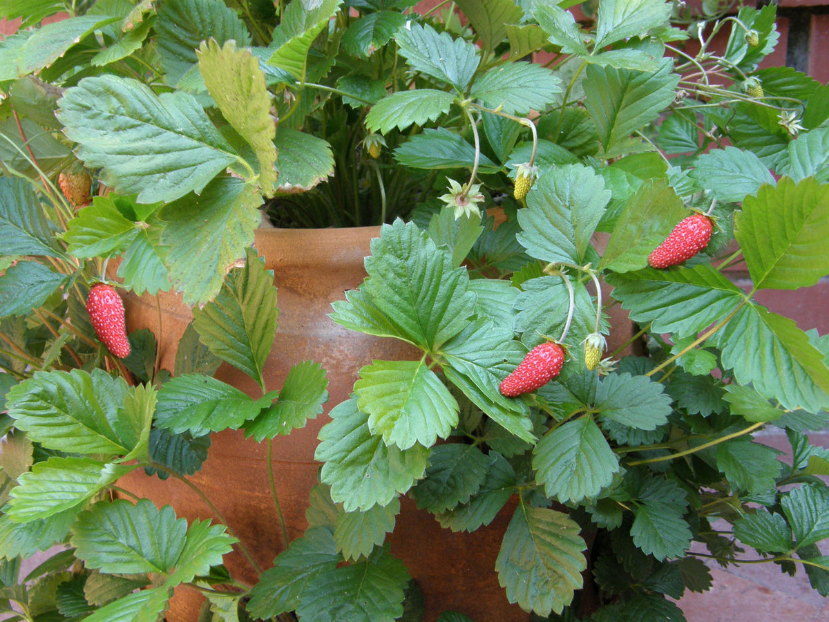 Alpine Strawberries - Mignonette