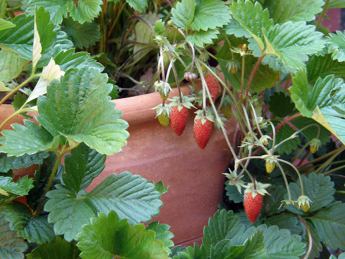 Alpine Strawberries - Mignonette