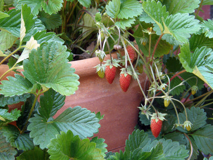 Alpine Strawberries - Mignonette