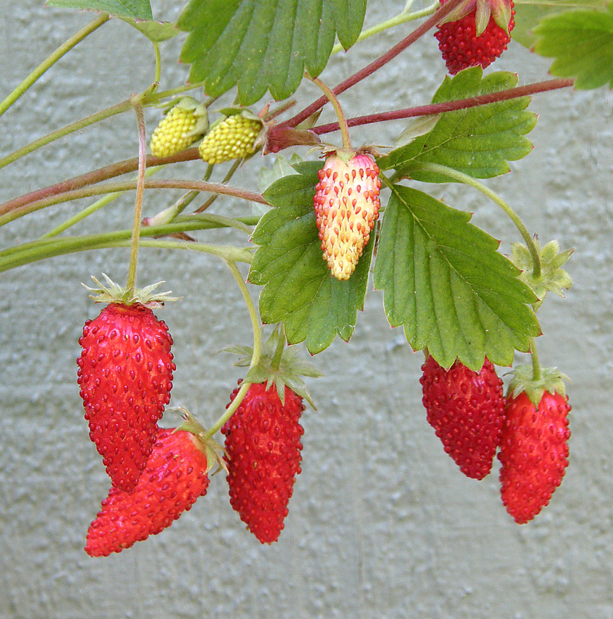 Alpine Strawberries - Mignonette