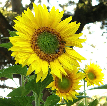 Songbird/Pollinator Flowers - The Birds & Bees Sunflowers