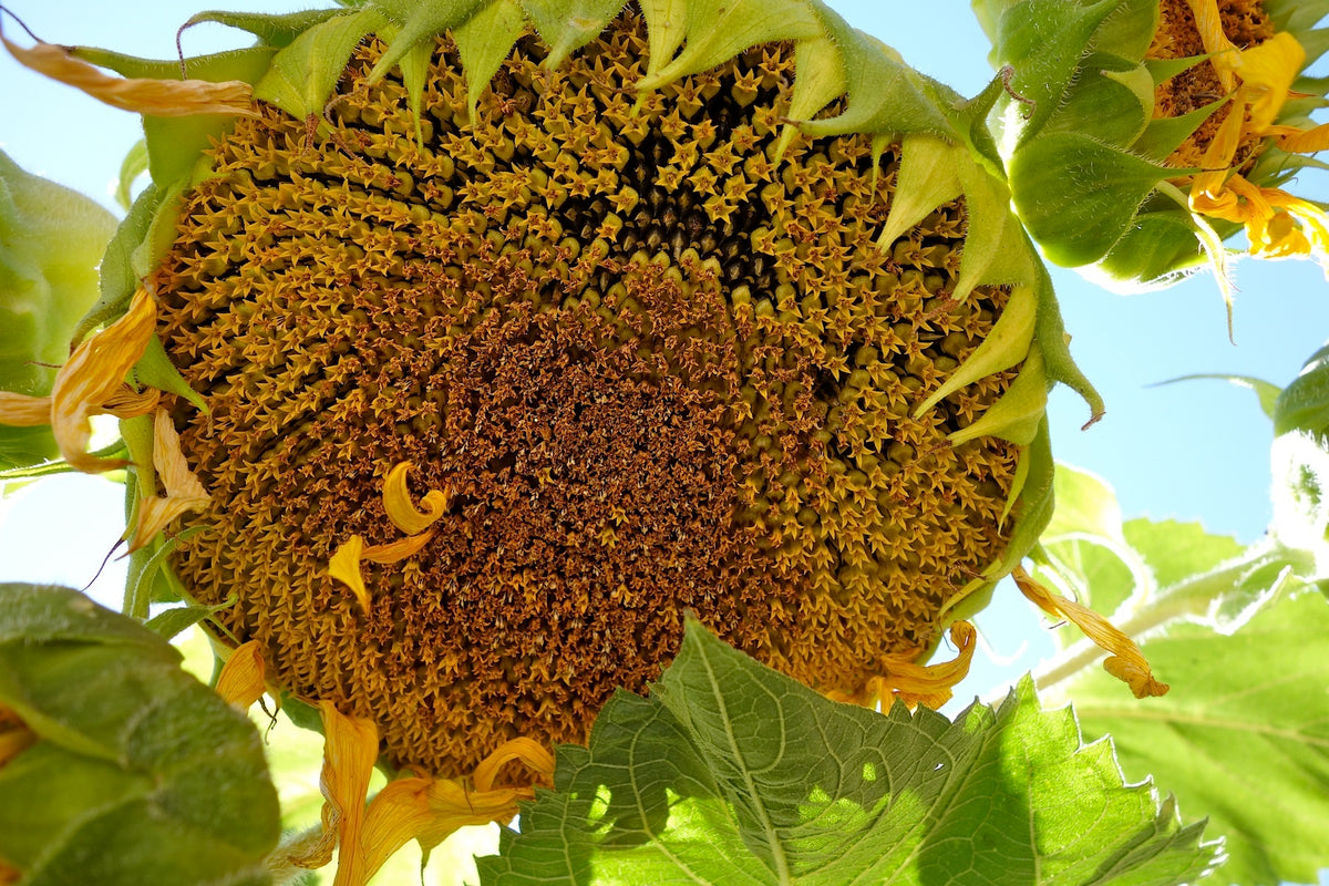 Songbird/Pollinator Flowers - The Birds & Bees Sunflowers