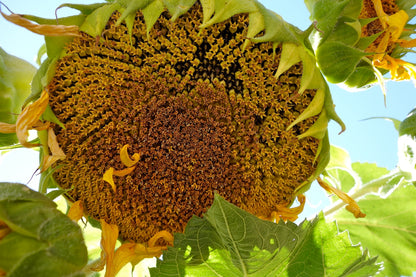 Songbird/Pollinator Flowers - The Birds & Bees Sunflowers