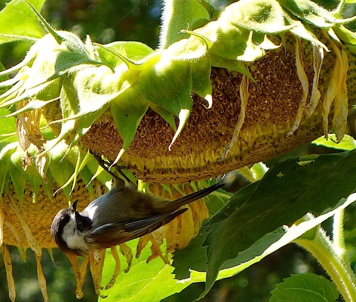 Songbird/Pollinator Flowers - The Birds & Bees Sunflowers