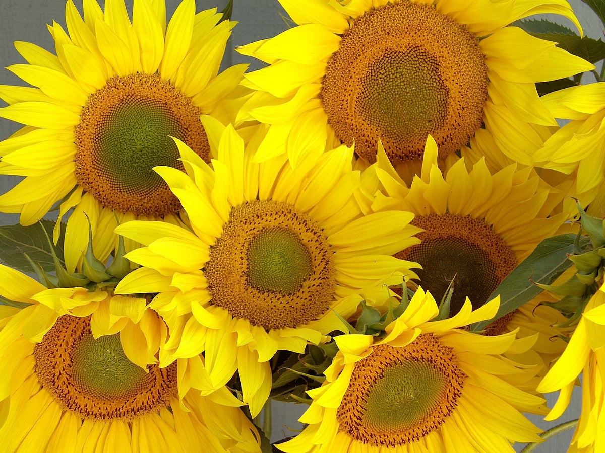 Songbird/Pollinator Flowers - The Birds & Bees Sunflowers