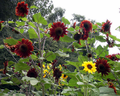 Bouquet Sunflowers - Bright Bandolier