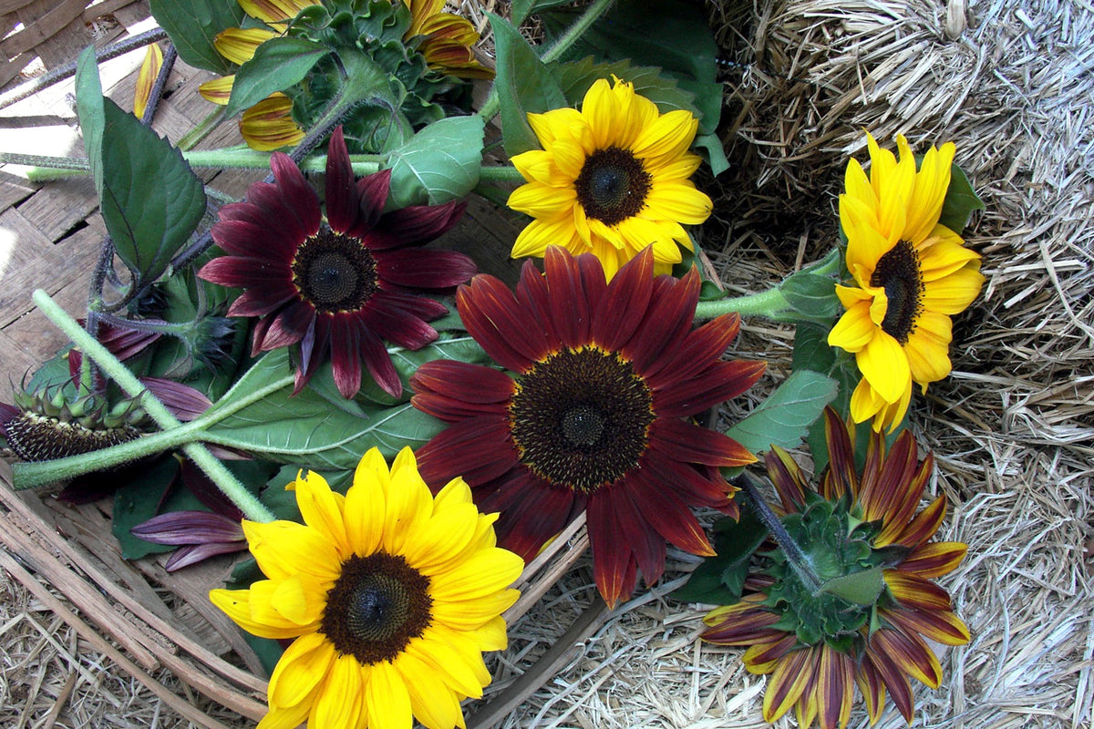 Bouquet Sunflowers - Bright Bandolier