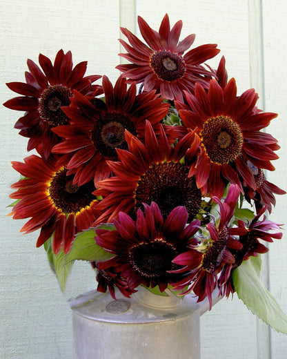 Ornamental Sunflowers - Cinnamon Sun