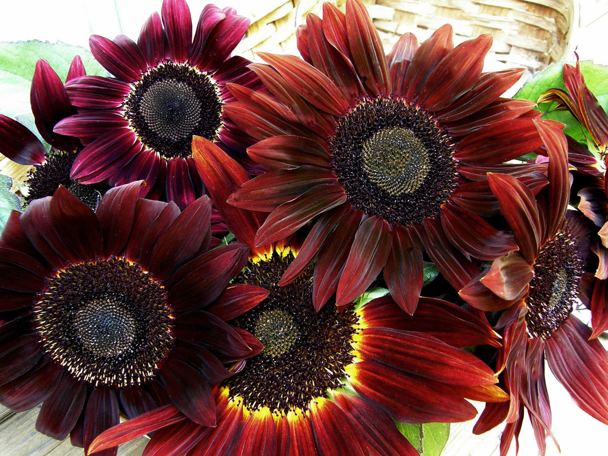 Ornamental Sunflowers - Cinnamon Sun