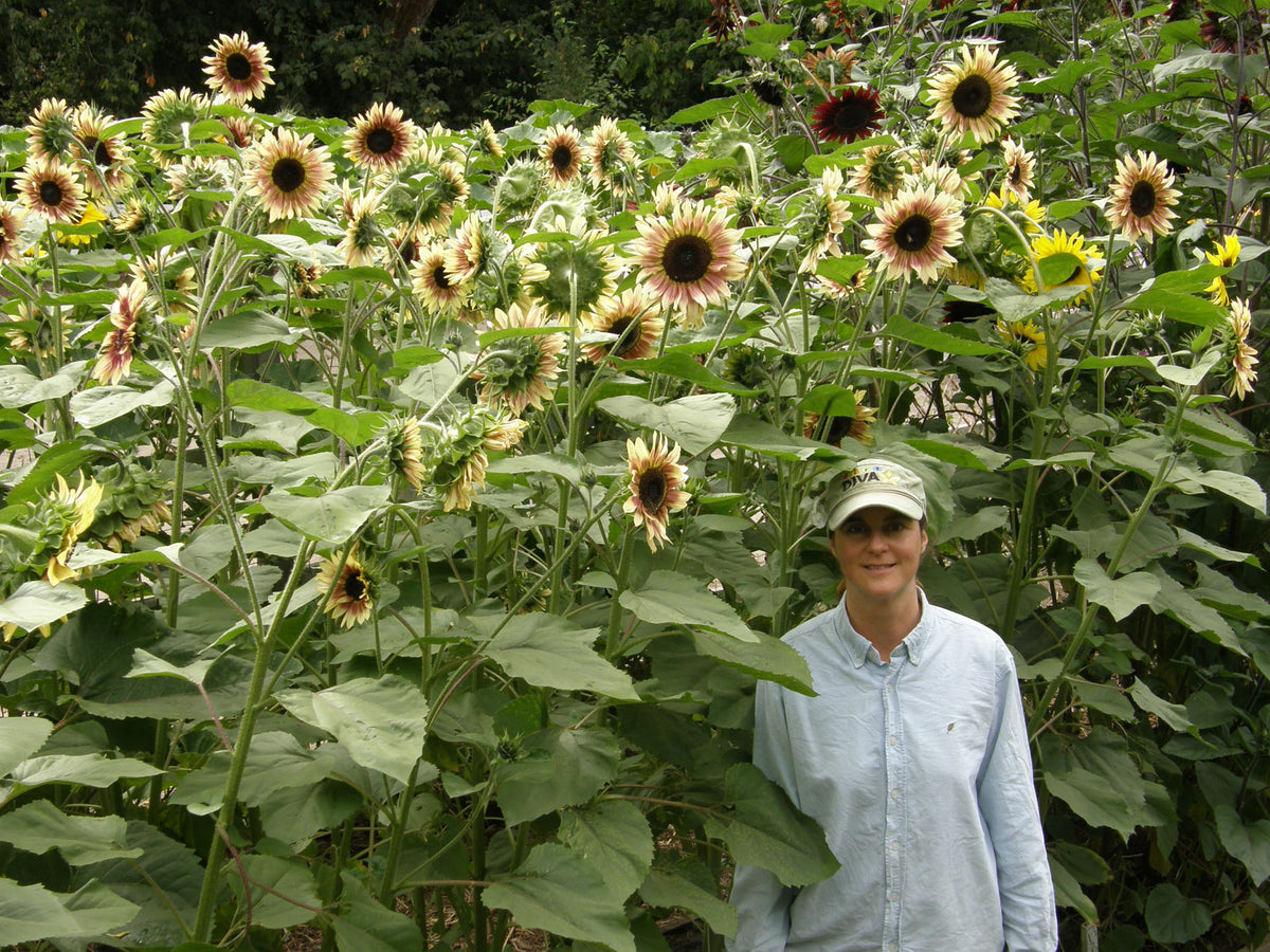 Cutting Sunflowers - Garnet Star