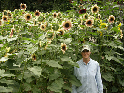 Cutting Sunflowers - Garnet Star