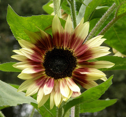 Cutting Sunflowers - Garnet Star