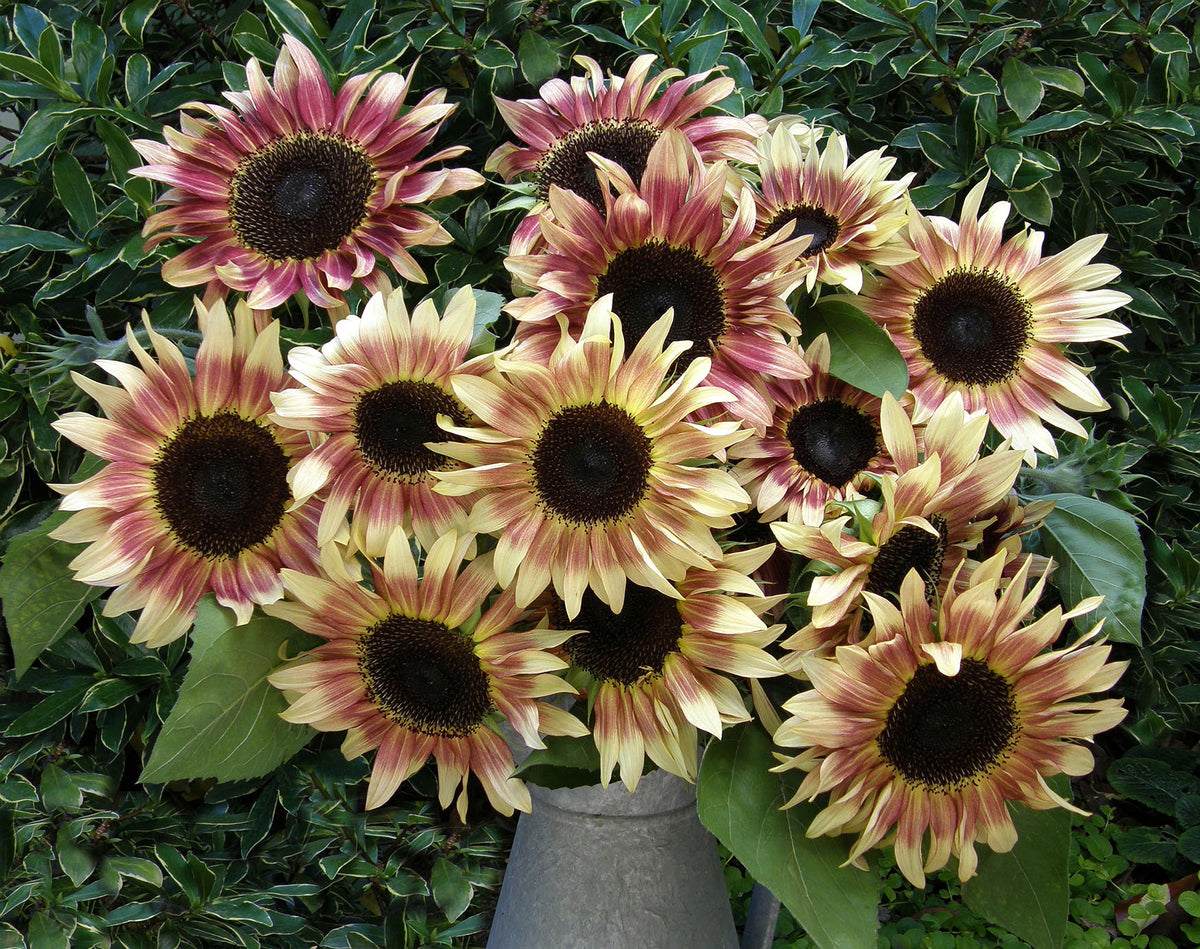 Cutting Sunflowers - Garnet Star