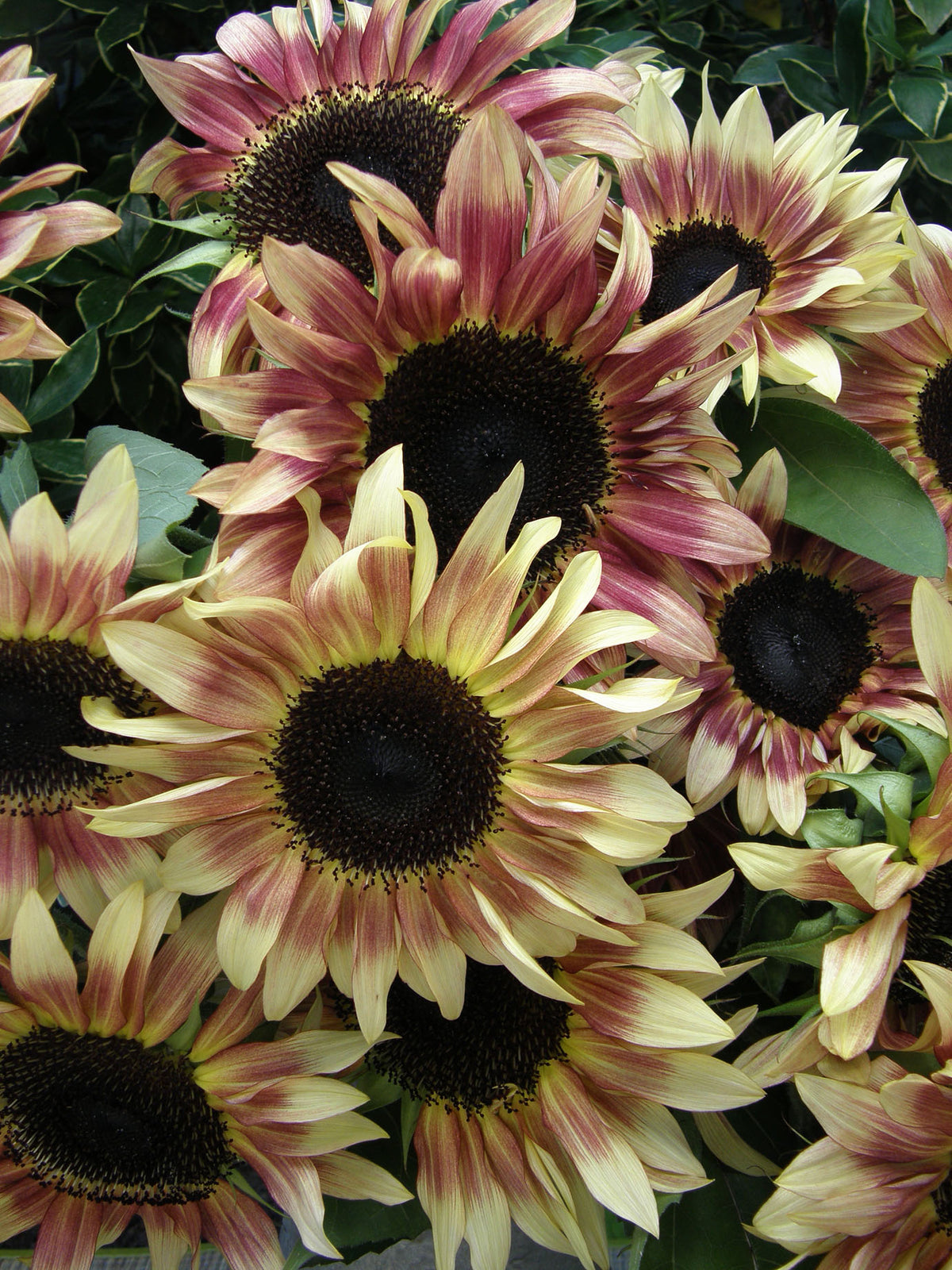 Cutting Sunflowers - Garnet Star
