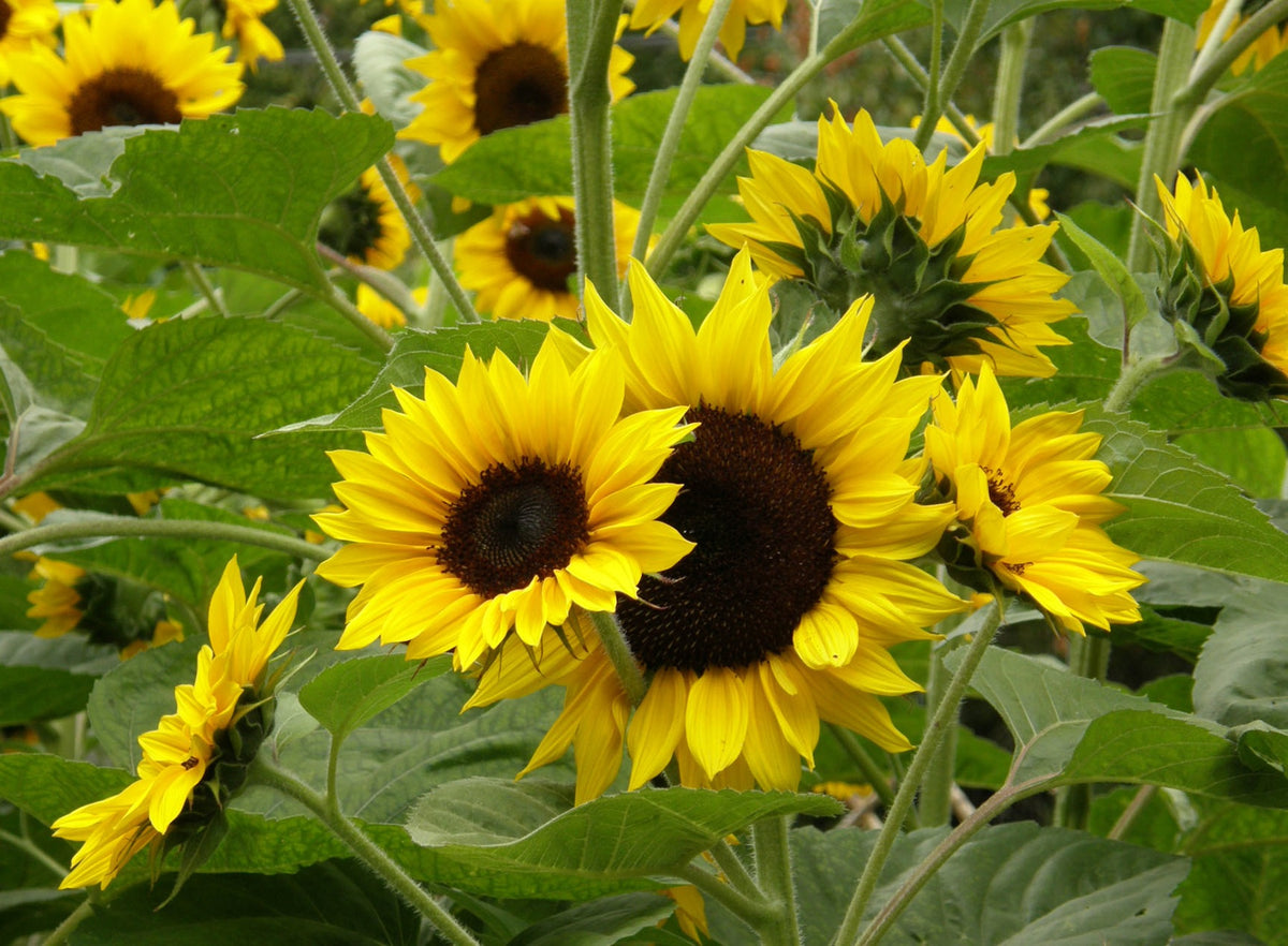 Border Sunflowers - Sundancer