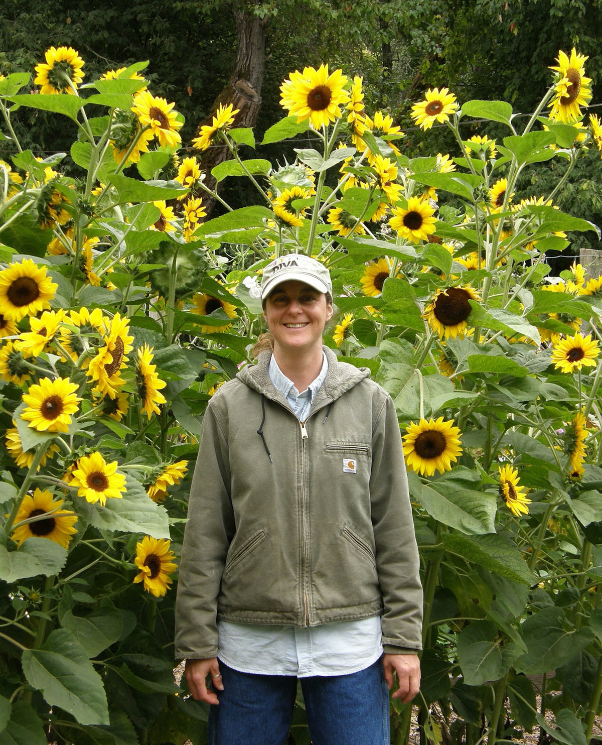 Border Sunflowers - Sundancer