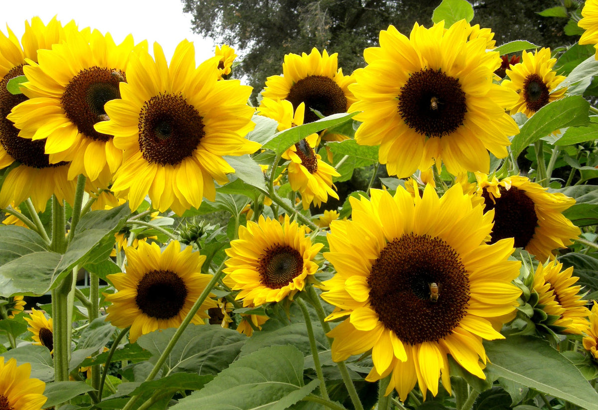 Border Sunflowers - Sundancer