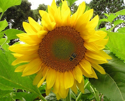 Snack Seed Sunflowers - Heirloom Mammoth Greystripe Organic