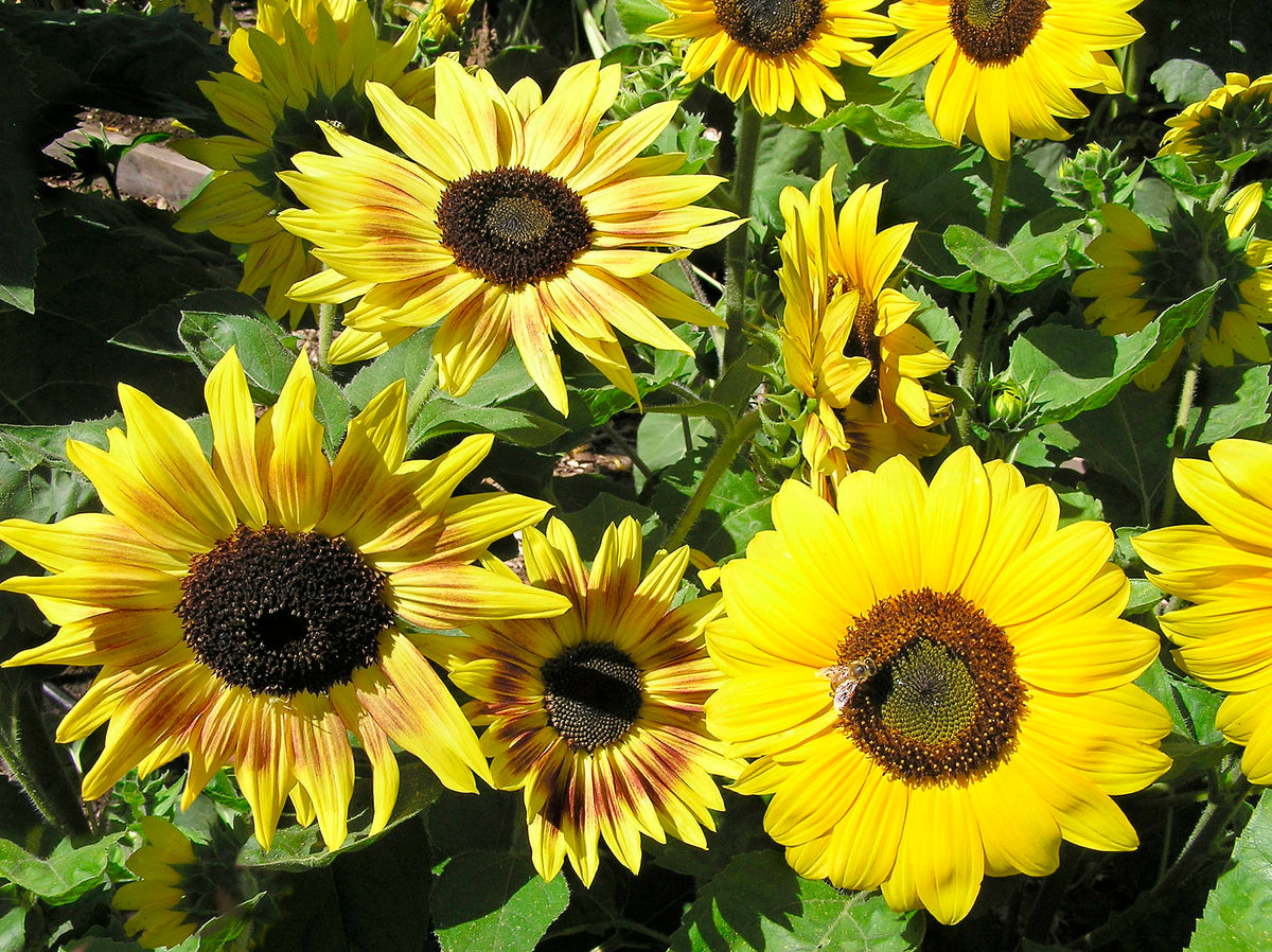 Kneehigh Sunflowers - Music Box
