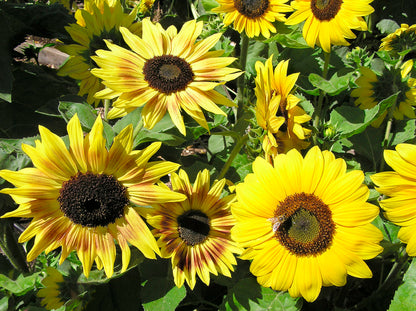 Kneehigh Sunflowers - Music Box