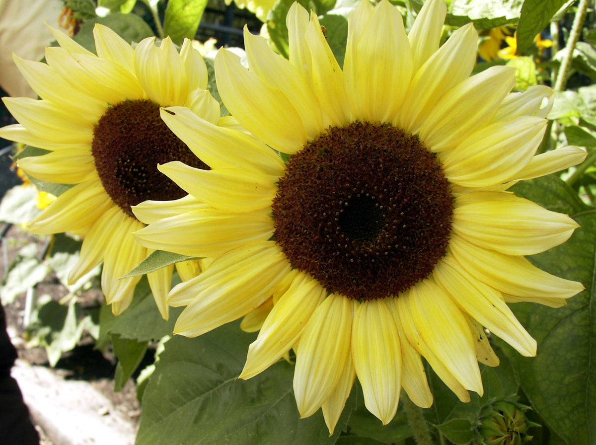 Kneehigh Sunflowers - Music Box