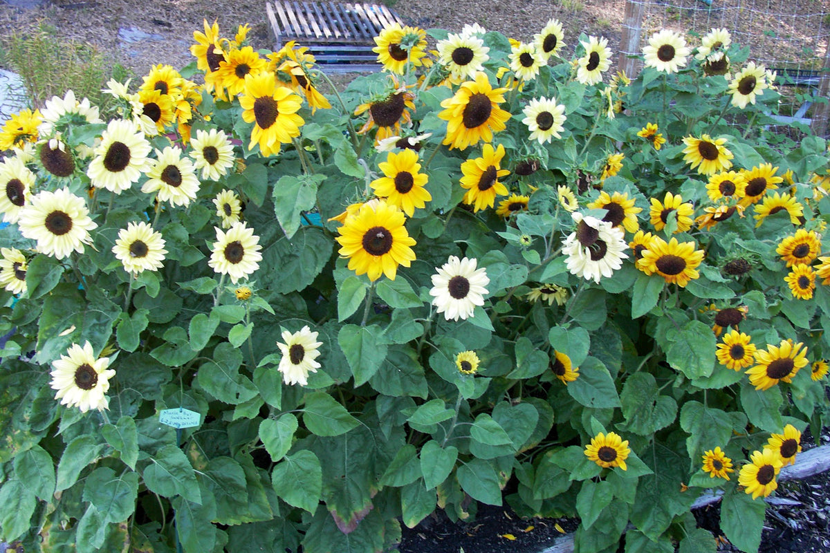 Kneehigh Sunflowers - Music Box